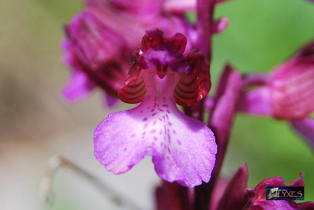 papilionacea subsp. grandiflora.JPG